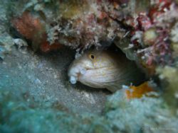 Sharptail Eel. West Palm Beach. Casio Exilim EX-Z40. by Mark Hoevenaars 